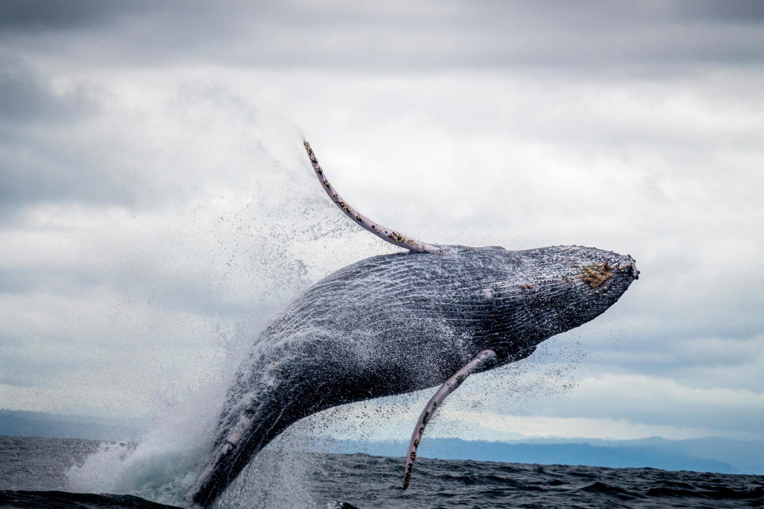 Le chant des baleines à bosse révèle une structure linguistique statistique similaire au langage humain